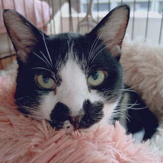 4/19譲渡会】おしゃべり猫のハチロク君