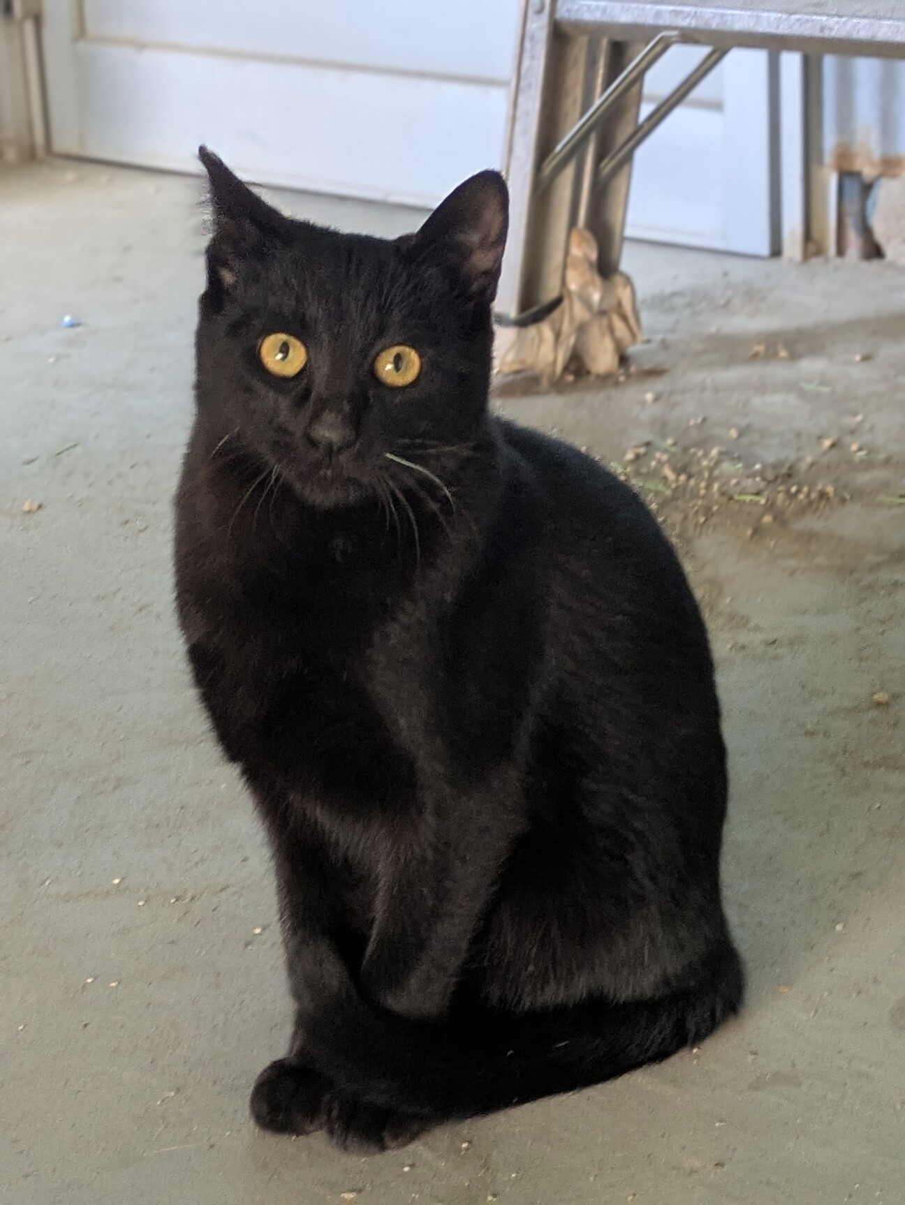 7ヶ月のツヤツヤふっくら」三重県 - 猫の里親募集(533534) 1枚目の