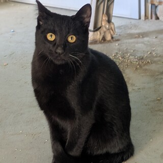 7ヶ月のツヤツヤふっくら黒猫です