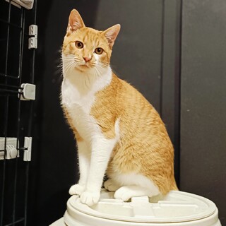 なにをされても大人しい♡超甘えん坊のペロくん