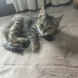 ���߂ߎ��Â��Ă���Ȃɉ����Ȃ����e�������