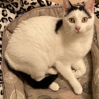 ビビリだけど甘えん坊