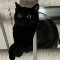 誰でも抱っこ可能な24時間おしゃべり猫ちゃん