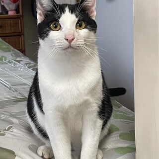 なれなれ白黒ハチワレ☆カールくん