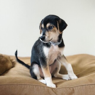 宮古島出身のペパ　2025年10月ごろ生まれ