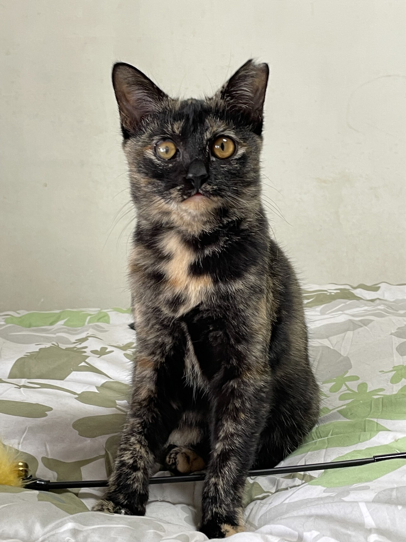 可愛い黒サビ♪ラムネちゃん」東京都 - 猫の里親募集(533541