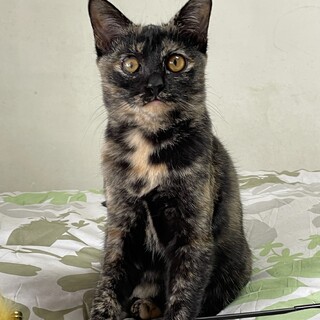 可愛い黒サビ♪ラムネちゃん