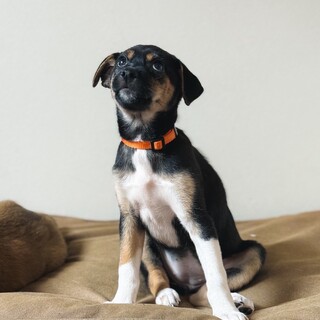 宮古島出身ロニ2025年10月ごろ生まれ