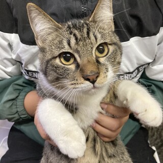 ⑥キジ白1才男の子抱っこ大好き