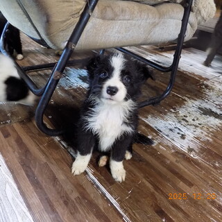 ボーダーコリーの子犬　女