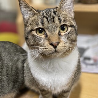 ⑧キジ白1才男の子小柄で穏やか