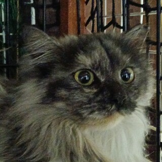 ペルシャミックス グレー 7ヶ月 女の子