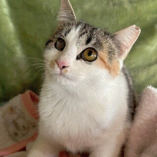 おっとり穏やか三毛♥弟妹想いのベルちゃん