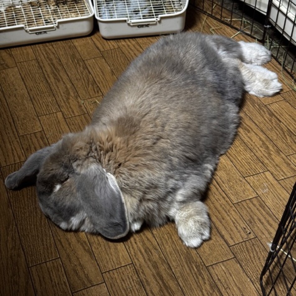 ちびのカバー写真