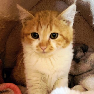 ふわふわ茶白女子♥うたちゃん3ヵ月