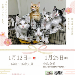 ごんまるキャット譲渡会