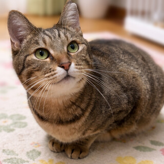 �܂�܂�I�ǂ�����L�W�g�����q�w�h���~�����x�R��