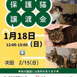 ねこのWa猫譲渡会〜静岡市葵区