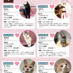 個人ボランティアさんによるいさはや保護猫譲渡会 サムネイル2