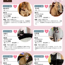 個人ボランティアさんによるいさはや保護猫譲渡会 サムネイル3