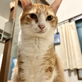 元気な男の子猫⭐️里親募集中