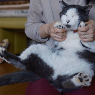 熨斗目花色(のしめはないろ) :6kgのおっとり坊