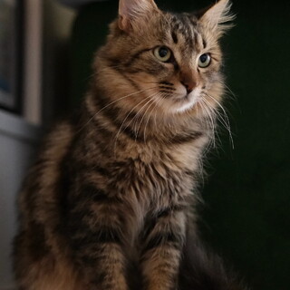 【猫空：まおこん】甘えん坊・元気・長毛きじ