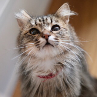 【猫狸：みゃおりー】甘えん坊・おっとり・長毛きじ