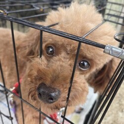 犬猫譲渡会～あなたの家族になりたい～　　　　　　　　 サムネイル3