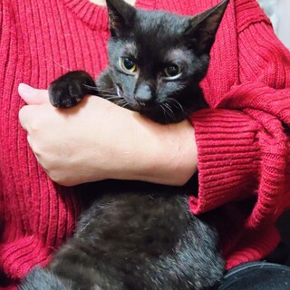 �����̑�}�փW�W���̍��L�m�G����