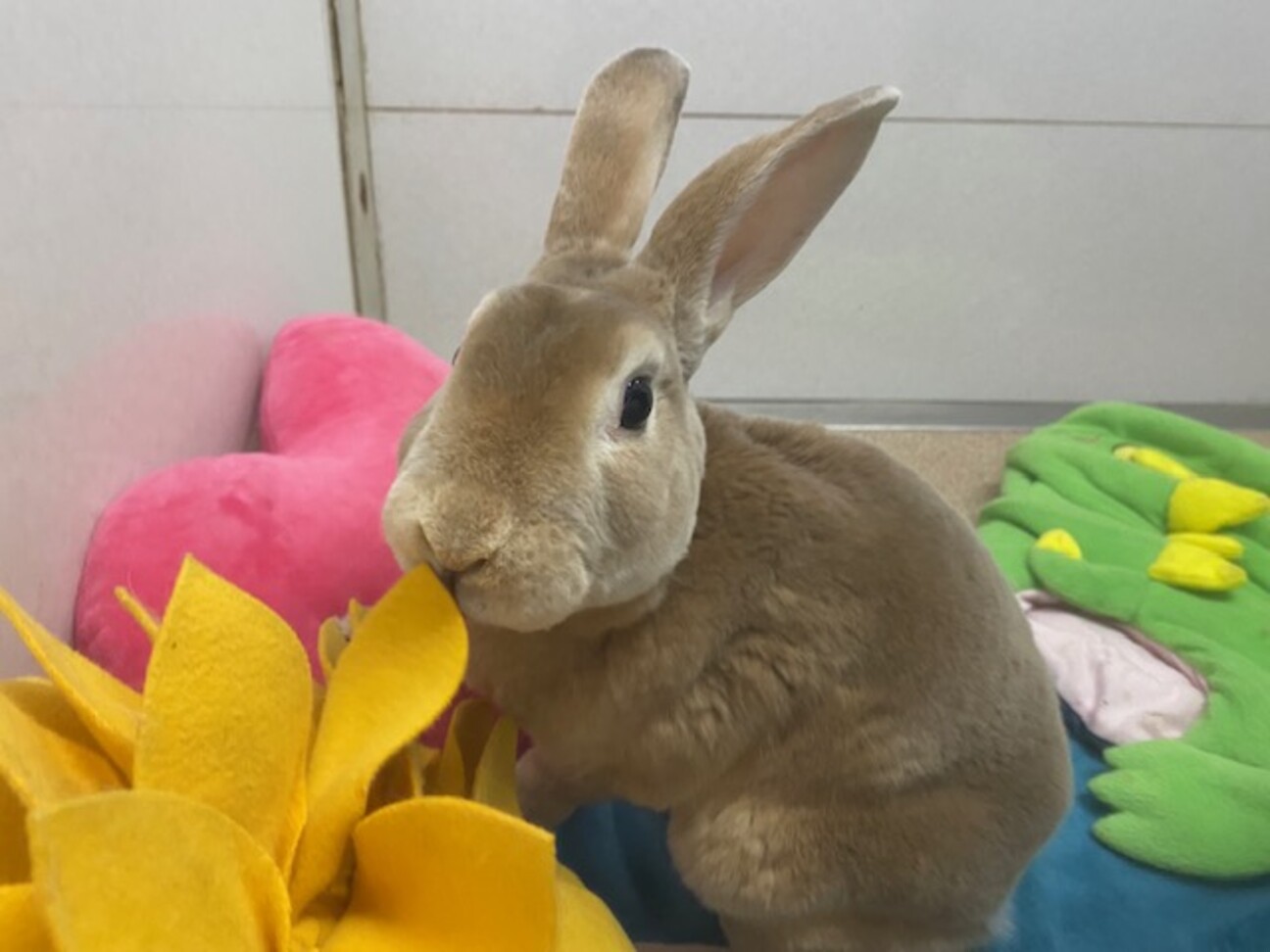 ミニレッキス 3歳男の子 サムネイル1