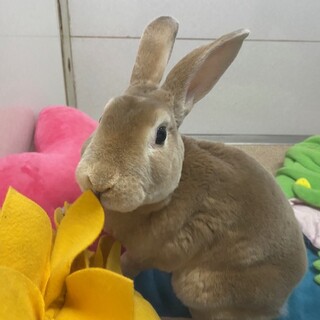 ミニレッキス 3歳男の子