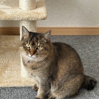 猫エイズキャリア　温厚な女の子