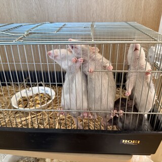 ファンシーラット　男の子4匹　里親募集しています