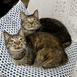 【お見合い随時】永年預かり対象の穏やかなペア