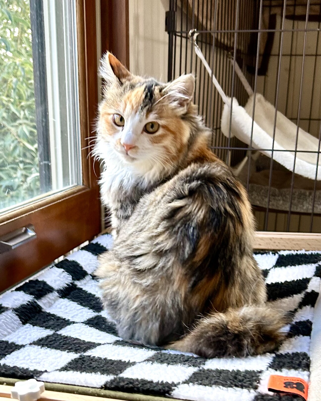 ふわふわミケ☆穏やかな社」東京都 - 猫の里親募集(533567