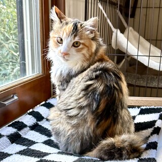 ふわふわミケ☆穏やかな社交家ラブレ♀