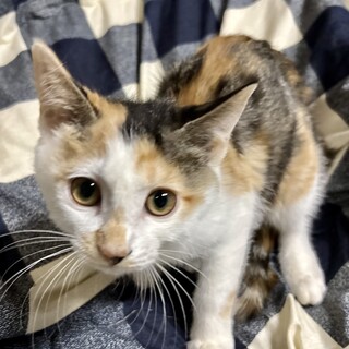 1／4千駄木で待ってます❤️ミミちゃん3ヶ月