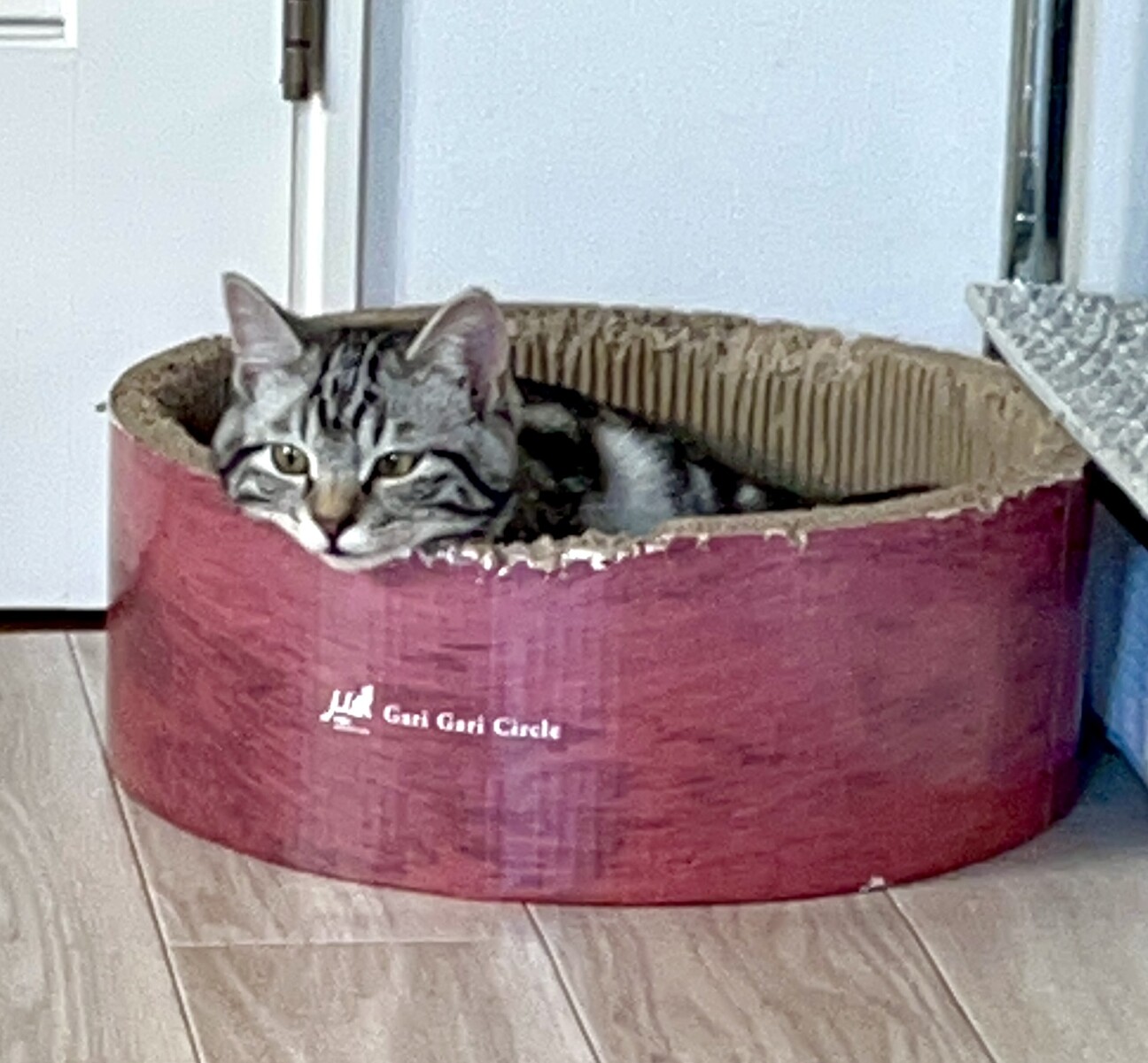 アメショ！？☆好奇心旺盛オイコス♂ サムネイル3