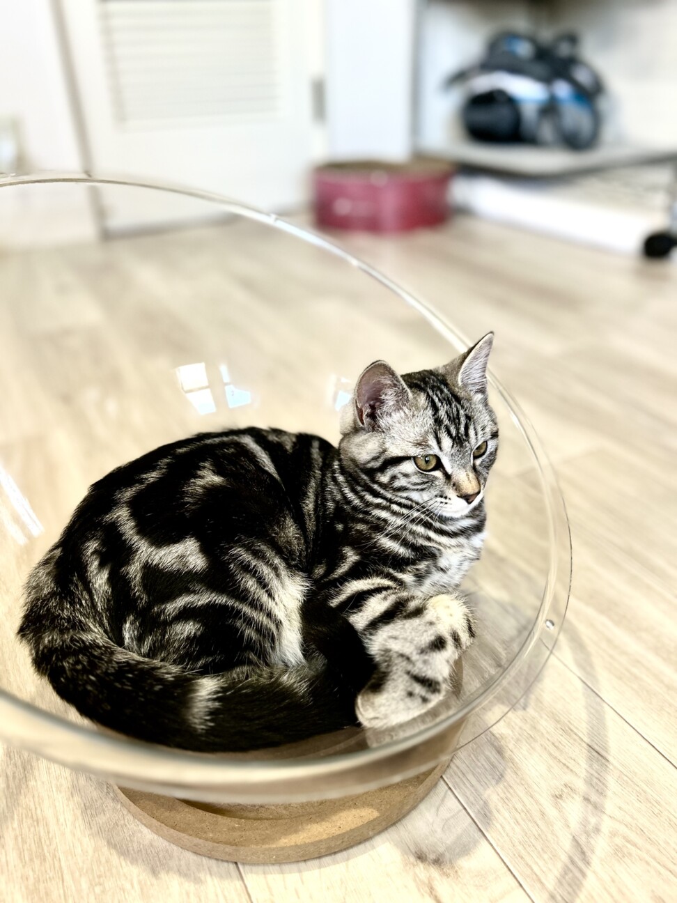 アメショ！？☆好奇心旺盛オイコス♂ サムネイル4