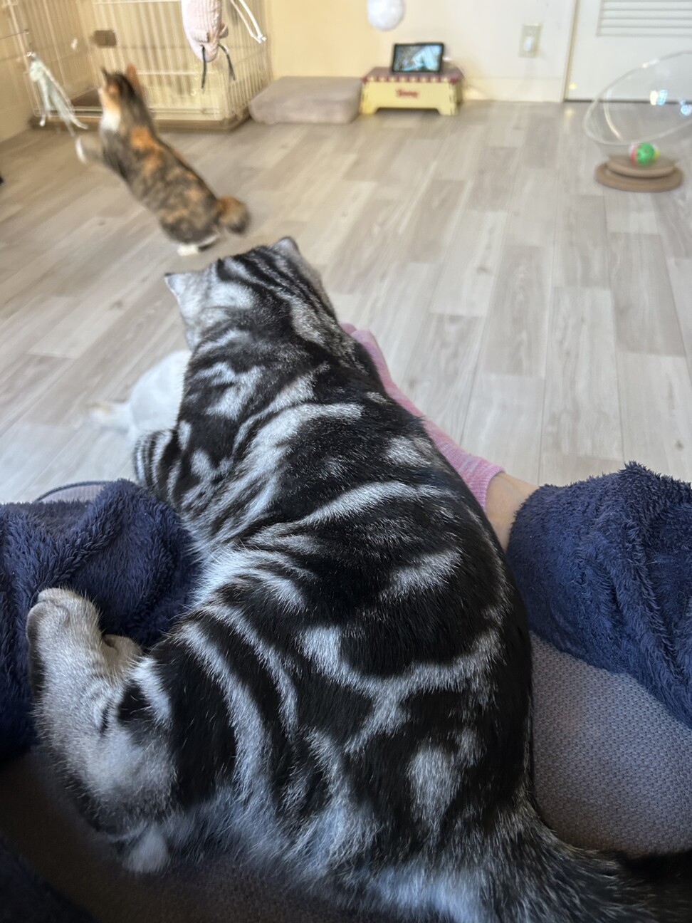 アメショ！？☆好奇心旺盛オイコス♂ サムネイル5