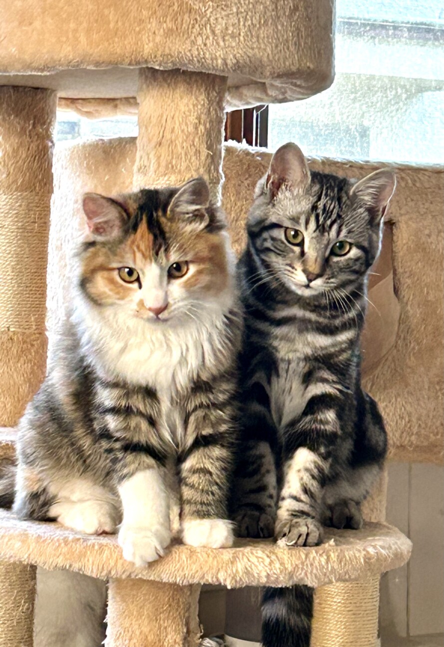 アメショ！？☆好奇心旺盛オイコス♂ サムネイル7