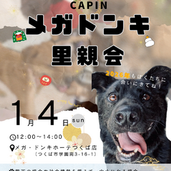 メガドンキ里親会