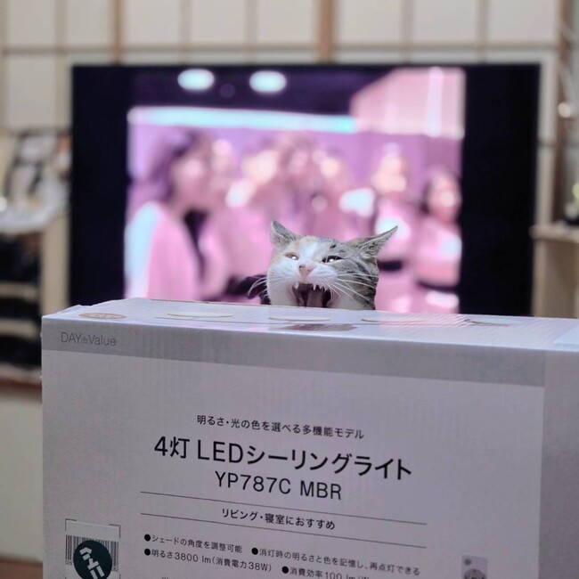 muchachoのカバー写真