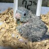 生後3週間のまるだし