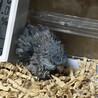 産毛が取れ始めたまるだし