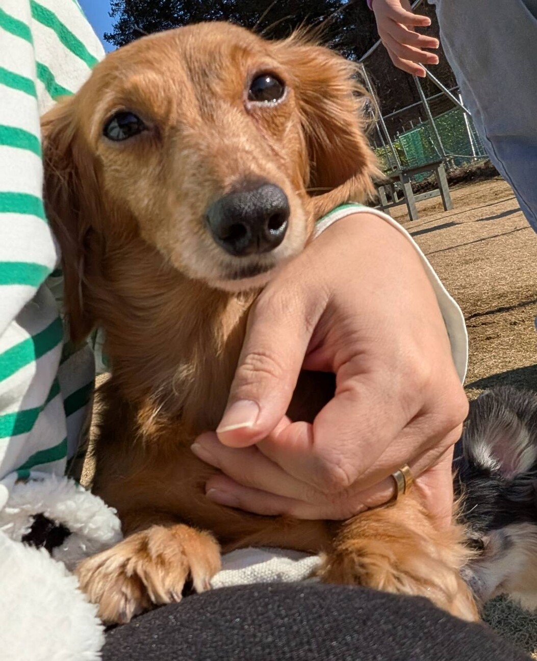 小さいMダックスのオコゼちゃん♡ サムネイル2