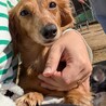 小さいMダックスのオコゼちゃん♡ サムネイル2