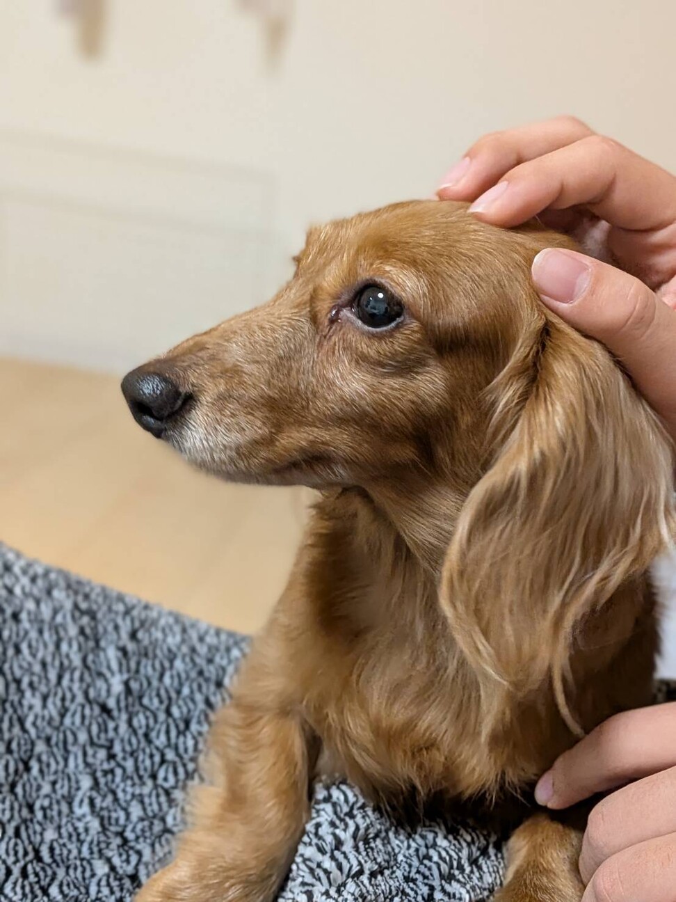 小さいMダックスのオコゼちゃん♡ サムネイル4