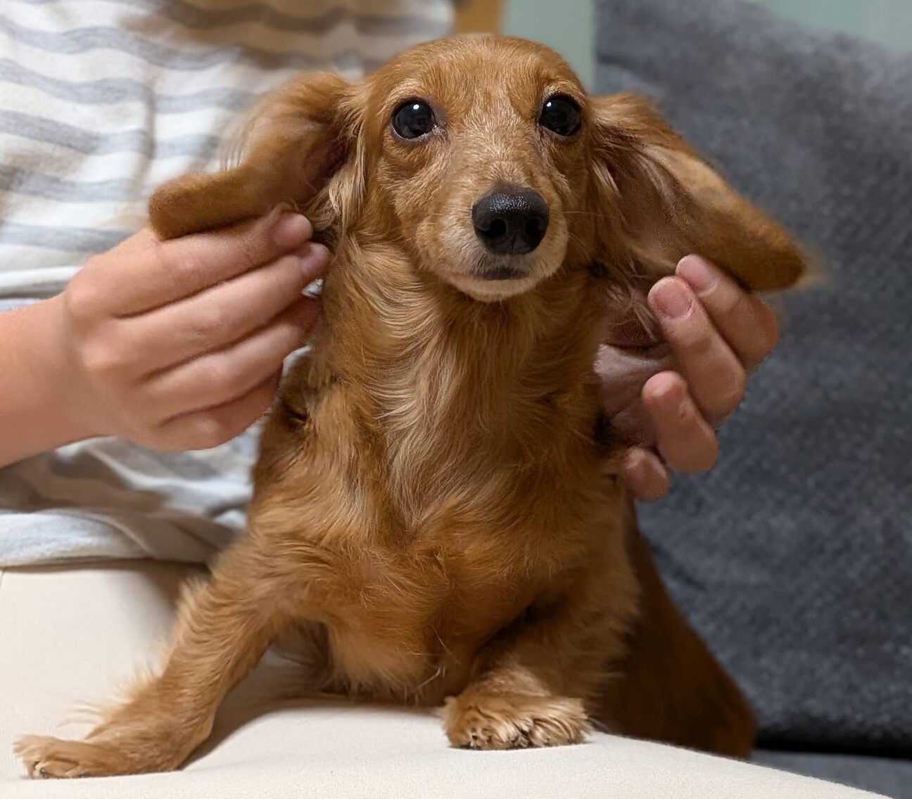 小さいMダックスのオコゼちゃん♡ サムネイル1